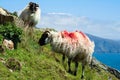 Irish sheep grazing grass on a steep hill. Beautiful landscape scenery with blue sky and ocean in the background. Achill island, Royalty Free Stock Photo