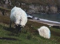 Irish sheep grazing grass on a steep hill. Beautiful landscape scenery with blue sky and ocean in the background. Achill island, Royalty Free Stock Photo