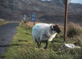 Irish sheep grazing grass on a steep hill. Beautiful landscape scenery with blue sky and ocean in the background. Achill island, Royalty Free Stock Photo