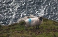 Irish sheep grazing grass on a steep hill. Beautiful landscape scenery with blue sky and ocean in the background. Achill island, Royalty Free Stock Photo