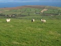 Irish sheep