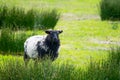 Irish sheep on a meadow