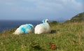 Irish sheeps near Dunquin on Dingle peninsula