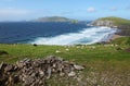 Irish sheeps near Dunquin on Dingle peninsula