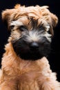 Irish soft coated wheaten terrier