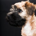 Irish soft coated wheaten terrier