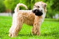 Irish soft coated wheaten terrier Royalty Free Stock Photo