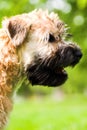 Irish soft coated wheaten terrier