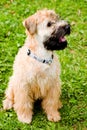 Irish soft coated wheaten terrier Royalty Free Stock Photo