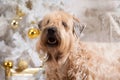 Dog. Irish soft coated wheaten terrier on Christmas background