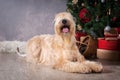 Dog. Irish soft coated wheaten terrier on Christmas background