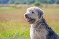 Irish soft coated wheaten terrier close up on meadow grass background Royalty Free Stock Photo