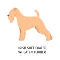 Irish Soft-Coated Wheaten Terrier. Lovely dog of working breed isolated on white background. Fluffy purebred domestic