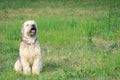 Irish soft coated wheaten terrier sitting on green grass in summertime Royalty Free Stock Photo