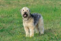 Irish soft coated wheaten terrier stay on grass Royalty Free Stock Photo