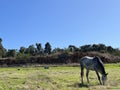 Animal - Irish sport horse