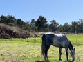 Animal - Irish sport horse