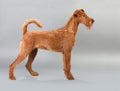 Irish terrier