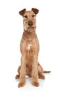 Irish terrier