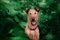 Irish Terrier close-up on a green background