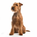 Irish Terrier dog close up portrait isolated on white background. Cute pet, red color dog, loyal friend, Royalty Free Stock Photo