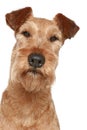 Irish terrier. Dog portrait