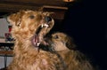 Irish Terrier Dog, Pup with Adult in Threat Posture