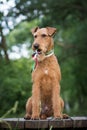 Irish terrier dog sits on the wooden bridge on the nature background