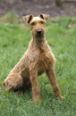 Irish Terrier Dog sitting on Grass Royalty Free Stock Photo