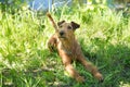 Irish terrier sitting on grass, summer, outdoor Royalty Free Stock Photo