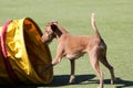 The Irish terrier at training on Dog agility