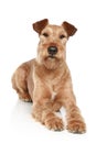 Irish terrier on a white background