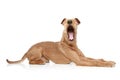 Irish terrier yawing