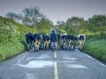 Irish Traffic Jam Royalty Free Stock Photo