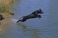 IRISH WATER SPANIEL, ADULT LEAPING INTO WATER