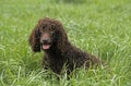 IRISH WATER SPANIEL, ADULT SITTING IN LONG GRASS