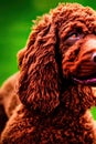 Irish Water Spaniel Animal. AI Generated. Royalty Free Stock Photo