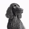 Irish Water Spaniel breed dog isolated on a clean white background Royalty Free Stock Photo