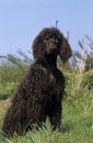 Irish Water Spaniel, Dog sitting on Grass