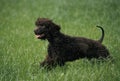 Irish Water Spaniel Dog walking on Grass