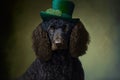 Irish Water Spaniel in green hat. International celebration of the St. Patrick\'s Day. Royalty Free Stock Photo
