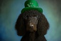 Irish Water Spaniel in green hat. International celebration of the St. Patrick\'s Day. Royalty Free Stock Photo