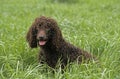 IRISH WATER SPANIEL