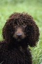 Irish Water Spaniel, Portrait of Adult Dog