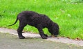 Irish Water Spaniel Puppy Royalty Free Stock Photo