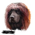 Irish Water Spaniel, Whiptail, Shannon Spaniel, Rat Tail Spaniel, Bog Dogdog dog digital art illustration isolated on white