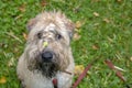 Irish wheat soft-coated Terrier sitting on the green lawn and looks at the camera