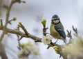 Irish Wildlife: Blue Tit Bird Spotted in Dublin