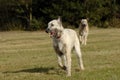Irish wolf hounds running