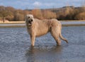 Irish wolfhound